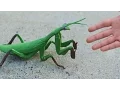 GIGANTIC PRAYING MANTIS