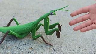 GIGANTIC PRAYING MANTIS