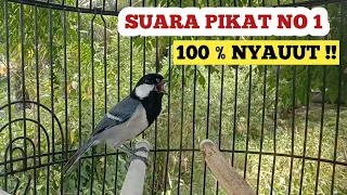 suara pikat gelatik wingko pikat nomor 1 dijamin langsung nyauut 