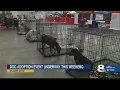 Florida s massive free pet adoption event seeks homes for 5 000 animals