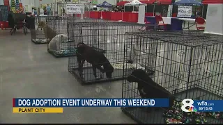 Florida s massive free pet adoption event seeks homes for 5 000 animals