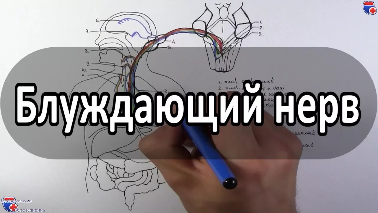 Блуждающий нерв - nervus vagus (вагус) - meduniver.com