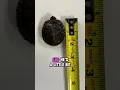 How fast do turtles grow
