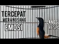 Download Lagu Pancingan GACOR Murai Batu EMOSI 100%Efektif bikin NGAMUK bongkar isian cililin kenari katem