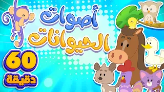 أغنية أصوات الحيوانات وساعة من اغاني الأطفال | قناة مرح كي جي - Marah KG