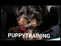 12 week old Yorkie puppy Wochen alte Yorkshire Welpe macht Tricktraining