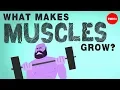 Lagu What makes muscles grow? - Jeffrey Siegel