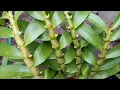 Download Lagu Een eenvoudige maar effectieve manier om orchideeën veel te laten bloeien