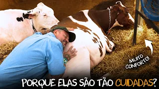 ESSA VACA É UMA MÁQUINA DE FAZER LEITE! 🐄🥛