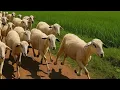 Download Lagu CACA BERLARI CACA MARICA ANAK KAMBING SAYA