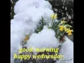 Good morning happy wednesday