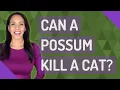Can a possum kill a cat