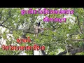 #អាស្ពានធំ🇰🇭 #លលកធ្នាក់ ប្រាថ្នាចង់បានលីវតាន់មួយទុកចិញ្ចឹម ដល់ជួបហើយដឹងធ្វើម៉េចបាន បើអត់មកកក្បែរសោះ🕊