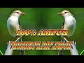 Download Lagu SUARA PIKAT DAN MASTERAN BURUNG KLIK JANTAN