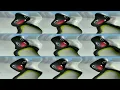Download Lagu Pingu Intro 2003 Effects - Critical Stop Csupo V2 Effects THANKS FOR 100K VIEWS!