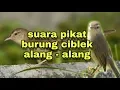 Download Lagu suara pikat ciblek alang-alang, untuk suara pancingan ciblek.
