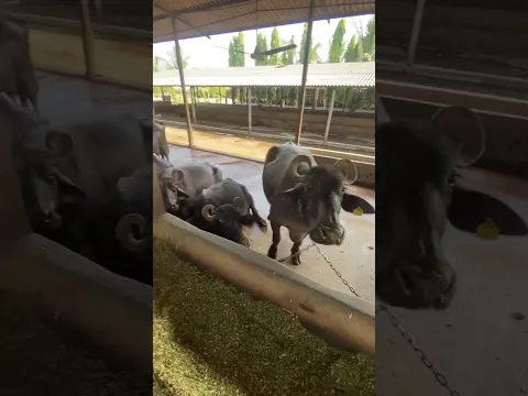 Dairy farm Surat Gujarat