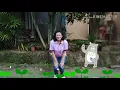Download Lagu Tangan Diputar-putar Bertepuk Tangan - by Ibu Yani