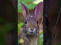 Cute Bunny - Relaxing Music for Sleep Healing Concentration Work Study