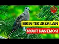 Lagu Suara Pancingan Burung Tekukur Gacor Dekukur Gacor Deruk Gacor