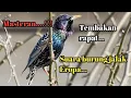 Download Lagu MASTERAN... SUARA BURUNG JALAK EROPA, SUARA JERNIH,TEMBAKAN PANJANG....