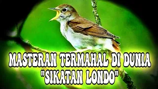 Download Masteran murai batu tembakan sikatan londo masteran termahal MP3