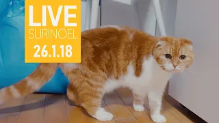 🔴26.1.18 수리노을 고양이 생방송 Cat LIVE (feat. 치순 chisoon & 콩 Kong)【SURI&NOEL】  😺📹