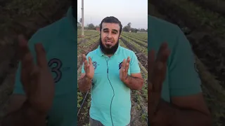 أهم المعاملات الفنية للفراوله خلال أول أسبوعين من الزراعة 