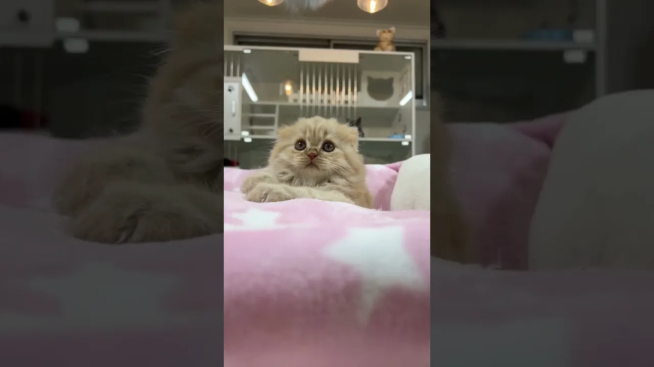 動画
