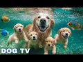 Download Lagu 12 Hours of Dog TV for Dogs to Watch 🐶 Dog calming music - Anti Separation Anxiety Relief Music