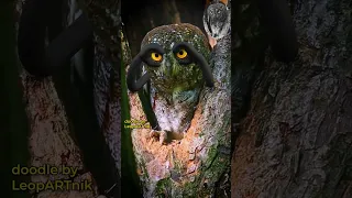OWL-BE-WATCHING