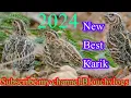Lagu new best karik 2024/female sound/batair madi  awaz/batair ka shikar/subscribe my channel Blouchvlogs