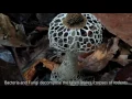 Temperate Deciduous Forest Biome