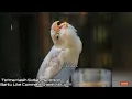 Download Lagu Masteran Ampuh Untuk Cetak Lovebird Betina Minor Durasi Panjang Suara Kering