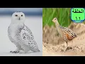 Download Lagu طائر مرعة الغيط  وطائر البوم الثلجي - الحلقة 11 ^^ مساكن الطيور