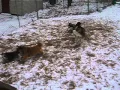 Simba is Available for Adoption in PA