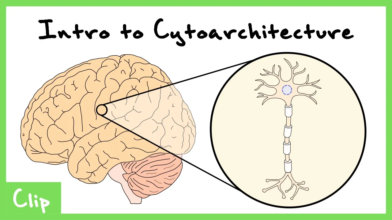 Introduction To Cytoarchitecture (Brodmann Areas/Map) | Clip