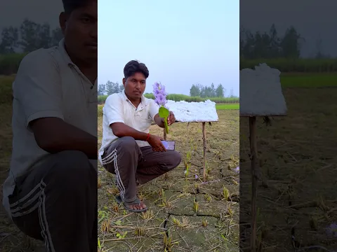creative nature flower 🌼 farming ⛅️ cloud reverse idea #creative #funny #flower #cloud #shorts