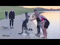Download Lagu Kangaroo Shake Hands with Humans after being Saved (Australia)