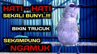 Download trucuk betina memanggil jantan TERAMPUH memancing trucukan malas bunyi jadi GACOR MP3