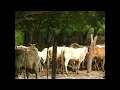 paso del norte alejandro fernandez