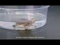 We ve Hatched Our First Hilaire s Side-necked Turtle Hatchling in a Decade