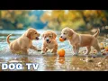 Download Lagu 12 Hours of Dog Calming Music for Dogs 💖 Separation Anxiety Relief Music for Dogs 🐶🎵 dog music