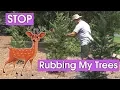 Deer Rubbing Trees and Cypress Bushes