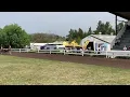 Section A Welsh Pony - Senior Stallions Heat