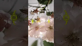 قال قرينه ربنا ما أطغيته ولكن كان في ضلال بعيد سورة ق أنوار الذكر تلاوات قرآنية نور القرآن 