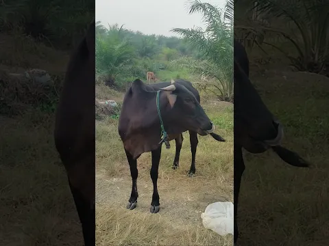 Sapi Hitam Gagah di Tengah Kebun Sawit