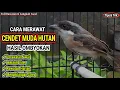 Lagu Cara Merawat Cendet MH / Tangkapan Hutan 🐦 | Full Cara Perawatan