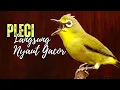 Download Lagu Terapi PLeci JAMIN LANGSUNG NYAUT GACOR