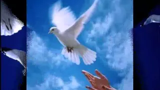 دخلك يا طير يلي طاير Wmv 